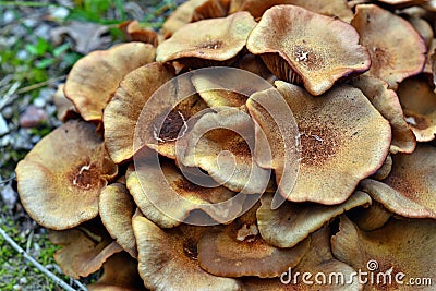 Armillaria tabescens mushroom Stock Photo