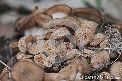 Armillaria tabescens Ringless honey mushroom light brown mushroom pink blades cuticle with scales growing in a large group on a Stock Photo