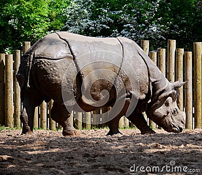 `Armour plated` Greater one horned rhino at Chester Zoo, UK Stock Photo