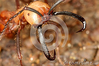 Army ant Stock Photo