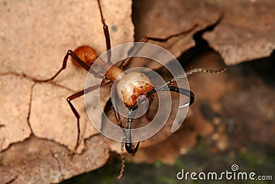 Army ant Stock Photo