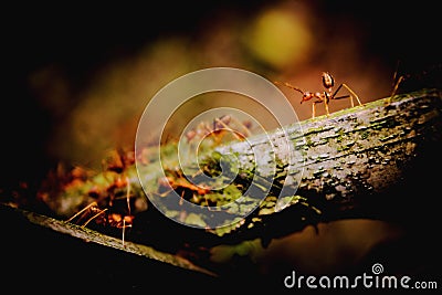 Ant man Stock Photo