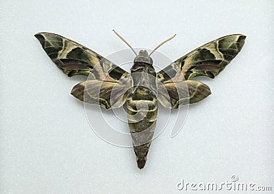 Army green moth Stock Photo