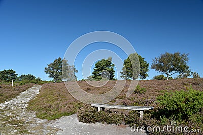 Arne Heath and Nature Reserve Stock Photo