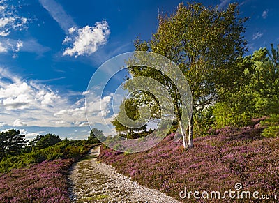 Arne Heathland, Dorset with path through heather and trees Stock Photo