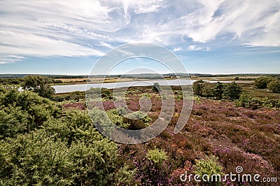 Arne Nature Reserve, Dorset, England, UK Stock Photo