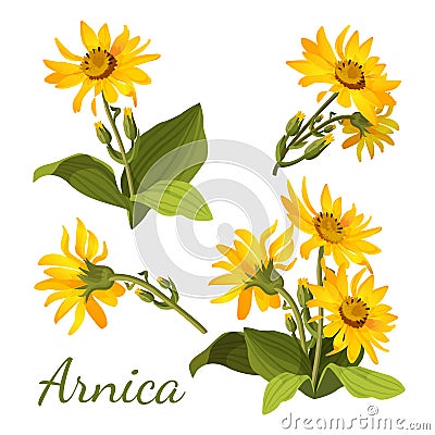 Arnica floral composition. Set of flowers with leaves, buds and branches. Vector Illustration