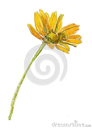 Arnica flower. Handmade watercolor painting illustration on a white background, work path Cartoon Illustration