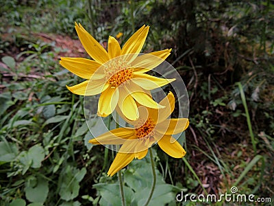Arnica Flower, Heartleaf, close up macro in Banff National Park, Canada Stock Photo
