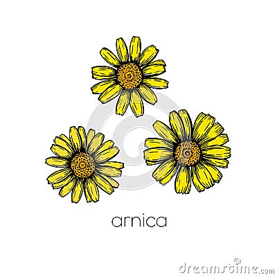 Arnica flower sketch. Hand drawn style. Leaves pattern. Beautiful floral background design. Line art. Vector Illustration