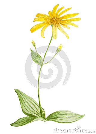 Arnica flower watercolor Cartoon Illustration