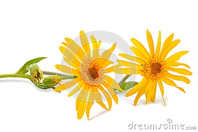 Arnica montana flowers Stock Photo