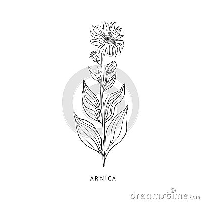 Arnica Hand Drawn Realistic Sketch Vector Illustration