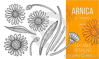 Arnica floral engraving design elements. Set of hand drawn flowers, leaves and buds. Vector Illustration