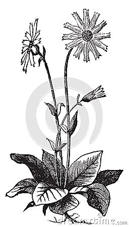 Arnica montana flower, aslo known as wolf`s bane, leopard`s bane, mountain tabacco and mountain arnica old engraving Vector Illustration