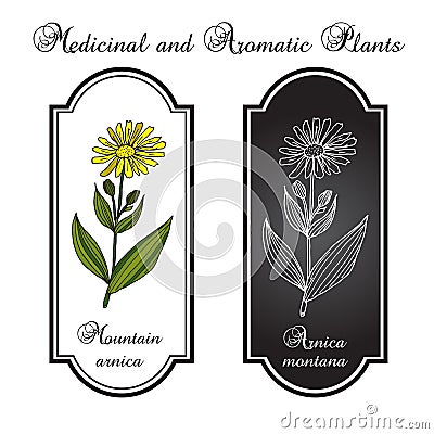 Arnica Montana Vector Illustration