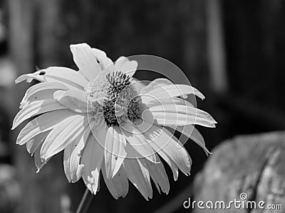 Arnica mountain, close-up. Beautiful flower. Black and white image Stock Photo