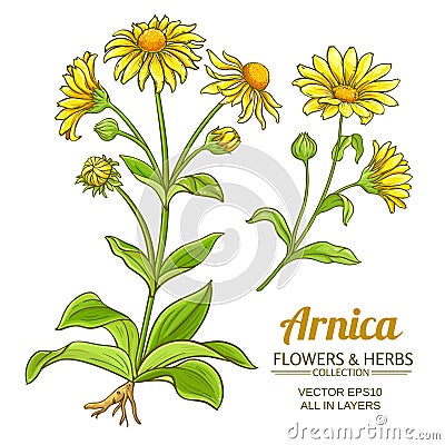 Arnica vector set Vector Illustration