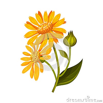 Arnica Yellow or Orange Flower Head with Long Ray Florets on Green Stem Vector Illustration Vector Illustration