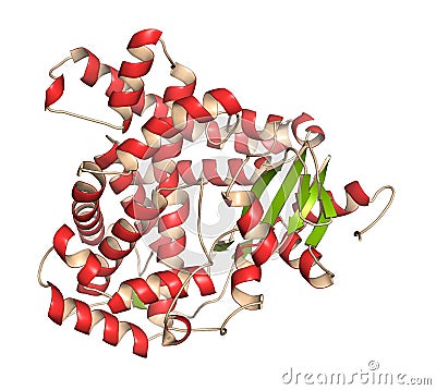 Aromatase (estrogen synthase) enzyme. 3D Illustration. Cartoon Illustration
