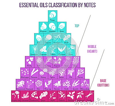 Aromatherapy and essential oils classification infographics Stock Photo