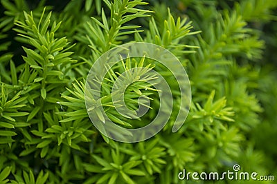 Aromatic background of forever green bush Stock Photo