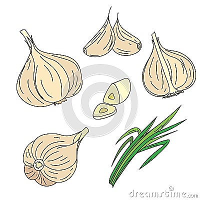 Aromatic garlic. Fresh, beautiful and beautiful garlic. Stock Photo