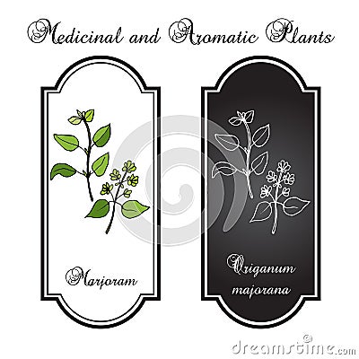 Aromatic herbs collection - marjoram Vector Illustration