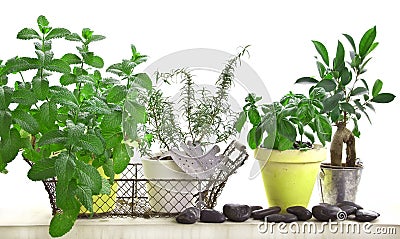 Aromatic herbs garden isolated on white Stock Photo