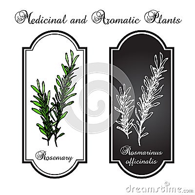Aromatic herbs, rosemary Vector Illustration