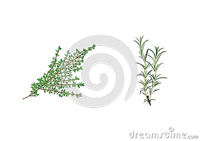 Aromatic Herbs Vector Illustration