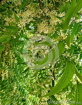 Aromatic neem tree It is dense white flowers and dense green leaves Stock Photo