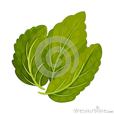 Aromatic Oblong Mint Leaves with Veins Isolated on White Background Vector Illustration Vector Illustration