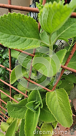 Aromatic Oregano Herbal Plant That Cures Coughs and Expectorates Phlegm Stock Photo