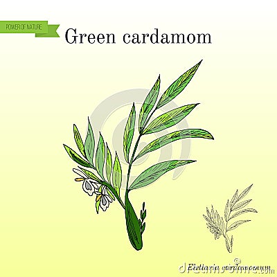 Aromatic plant green or true cardamom elettaria cardamomum . Vector Illustration