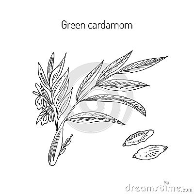 Aromatic plant green or true cardamom Vector Illustration