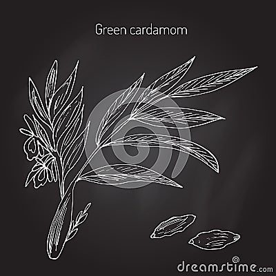 Aromatic plant green or true cardamom Vector Illustration