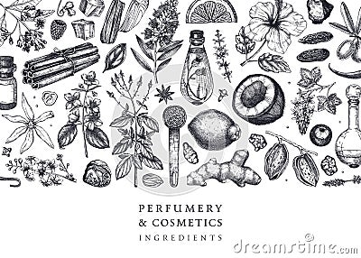Aromatic plants background. Perfumery ingredients banner. Flower, fruit, spice, herb sketches. Hand drawn vector illustration. Vector Illustration