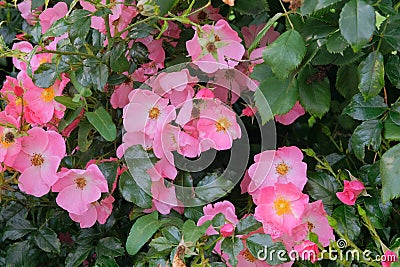 Aromatic rose hip flowerson bush in garden. Roses background in flowers garden. Rose valley. Stock Photo