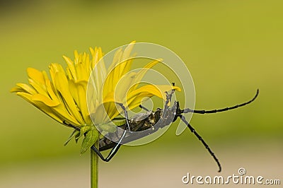 Aromia moschata Stock Photo