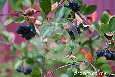 Aronia berries Aronia melanocarpa, Black Chokeberry growing in the garden Stock Photo