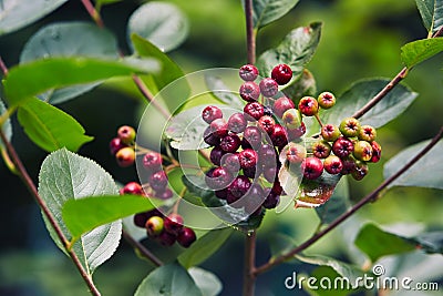 Aronia berries Chokeberries growing in the garden. Stock Photo