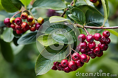 Aronia berries Chokeberries growing in the garden. Stock Photo