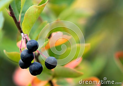 Aronia. Chokeberries black fruits. Autumn background. Stock Photo