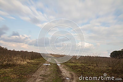 Aronia field Stock Photo