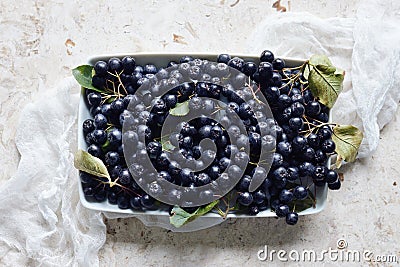 Aronia, commonly known as the chokeberry, with leaves. Stock Photo