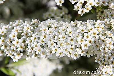 Aronia Flowers. Bunch of flowers chokeberry. White blossoms on bird cherry tree in sunny summer forest. Stock Photo