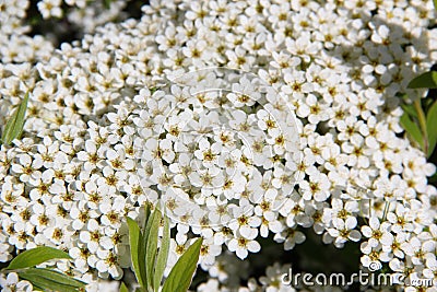 Aronia Flowers. Bunch of flowers chokeberry. White blossoms on bird cherry tree in sunny summer forest. Stock Photo