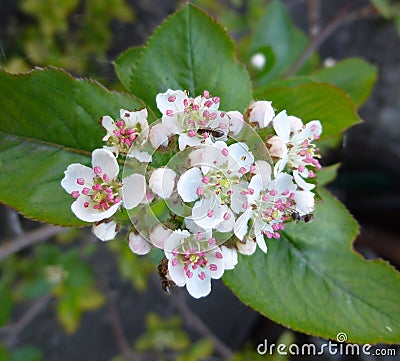 Aronia Flowers. Bunch of flowers chokeberry Stock Photo