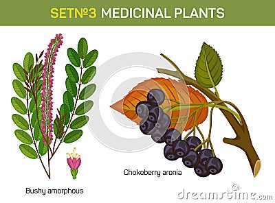 Aronia melanocarpa or arbutifolia, prunifolia or chokeberry branch Vector Illustration